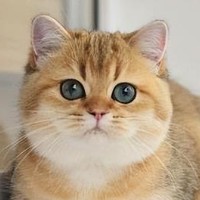 冬白极星